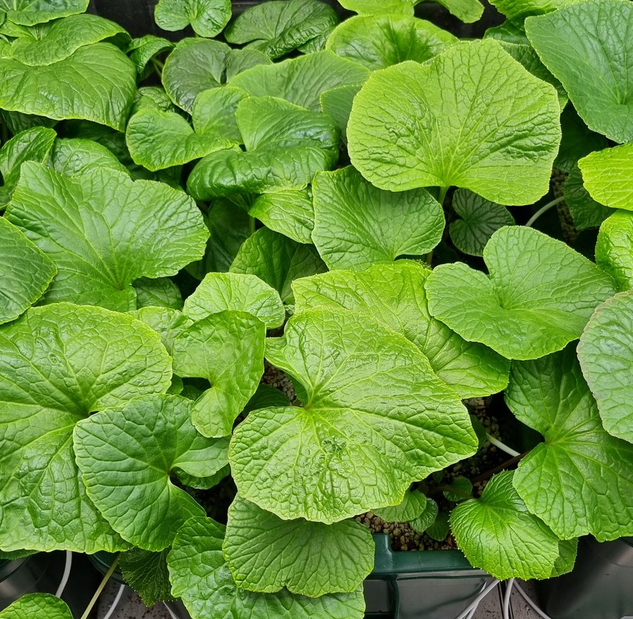 Wasabi